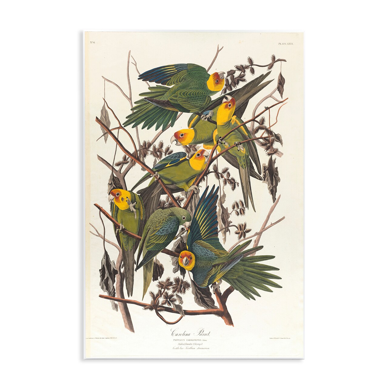 Stupell Industries Classic Carolina Parrot Study Wall Plaque Art Design by one1000paintings